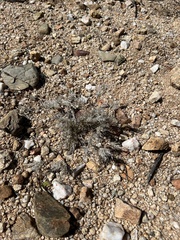 Dasyochloa pulchella