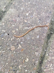 Haplophilus subterraneus