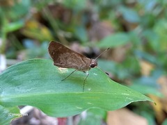 Callimormus saturnus