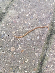 Haplophilus subterraneus