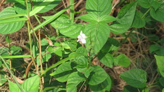 Asystasia intrusa