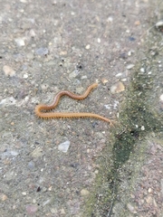 Haplophilus subterraneus