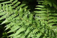 Galium asprellum