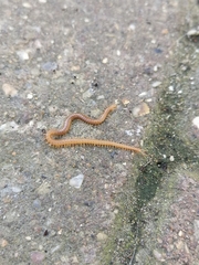 Haplophilus subterraneus