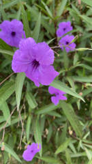 Ruellia simplex
