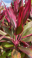 Cordyline fruticosa