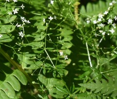 Galium asprellum