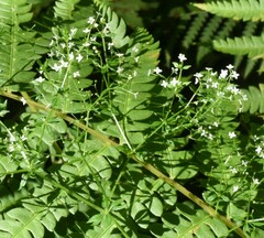 Galium asprellum