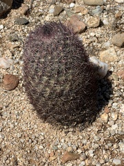 Echinomastus erectocentrus erectocentrus
