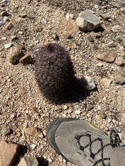 Echinomastus erectocentrus erectocentrus