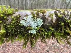 Heterodermia albicans