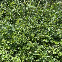 Ludwigia taiwanensis