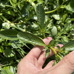 Ludwigia taiwanensis