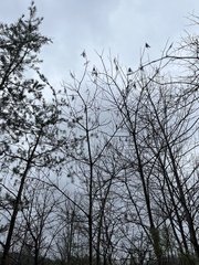 Oxydendrum