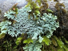 Heterodermia albicans