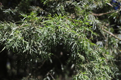 Afrocarpus falcatus