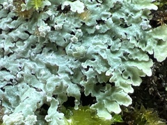 Heterodermia albicans