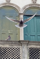 Columba livia domestica