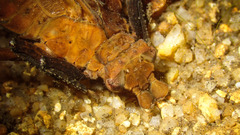 Sieboldius alexanderi