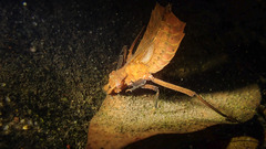 Sieboldius alexanderi