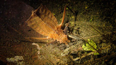 Sieboldius alexanderi