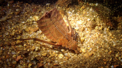 Sieboldius alexanderi