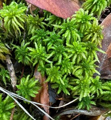 Sphagnum