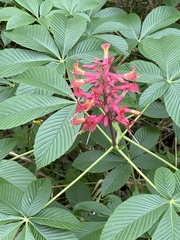 Aesculus pavia