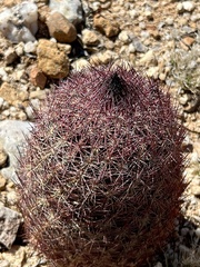 Echinomastus erectocentrus erectocentrus