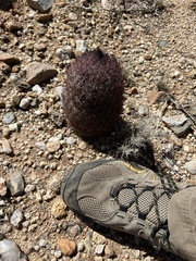 Echinomastus erectocentrus erectocentrus