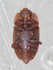 Epuraea