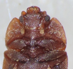 Epuraea