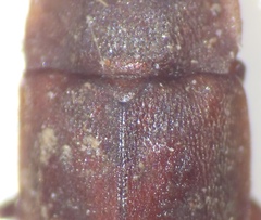 Epuraea