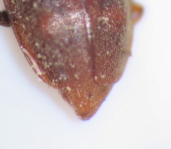 Epuraea