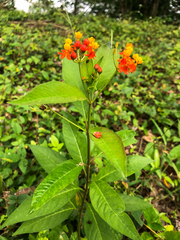 Asclepias curassavica