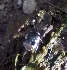 Tritomegas bicolor