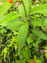 Asclepias curassavica