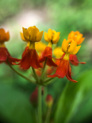 Asclepias curassavica