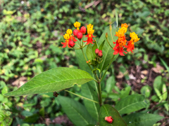 Asclepias curassavica