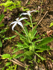 Hippobroma longiflora