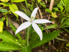 Hippobroma longiflora
