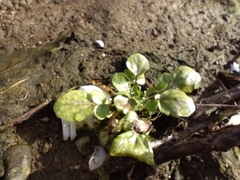 Nasturtium officinale