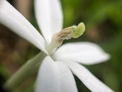 Hippobroma longiflora