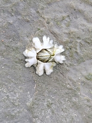 Austrominius modestus