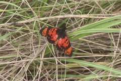 Acraea acara