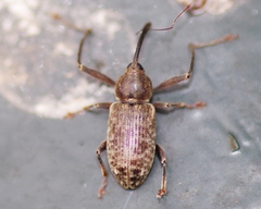 Dorytomus longimanus