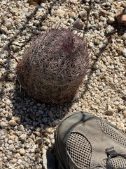 Echinomastus erectocentrus erectocentrus