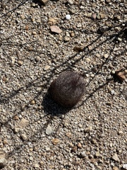 Echinomastus erectocentrus erectocentrus