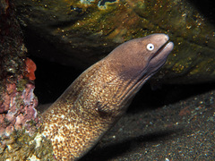 Gymnothorax thyrsoideus