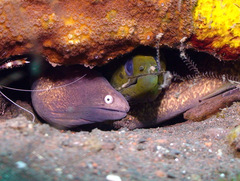 Gymnothorax thyrsoideus